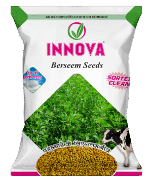 BERSEEM - INNOVA