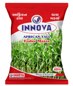 FODDER MAIZE - INNOVA (AFRICAN TALL)