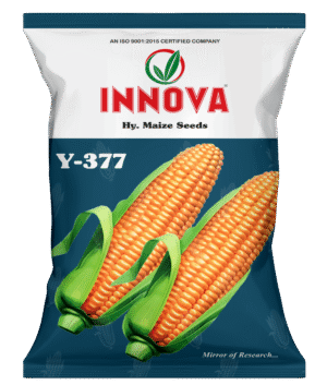 HY. MAIZE – Y377