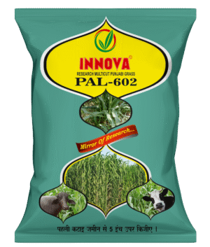 RE. PUNJABI GRASS - PAL-602