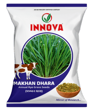 ANNUAL RYE GRASS – MAKHAN DHARA ( मख्खन ग्रास )